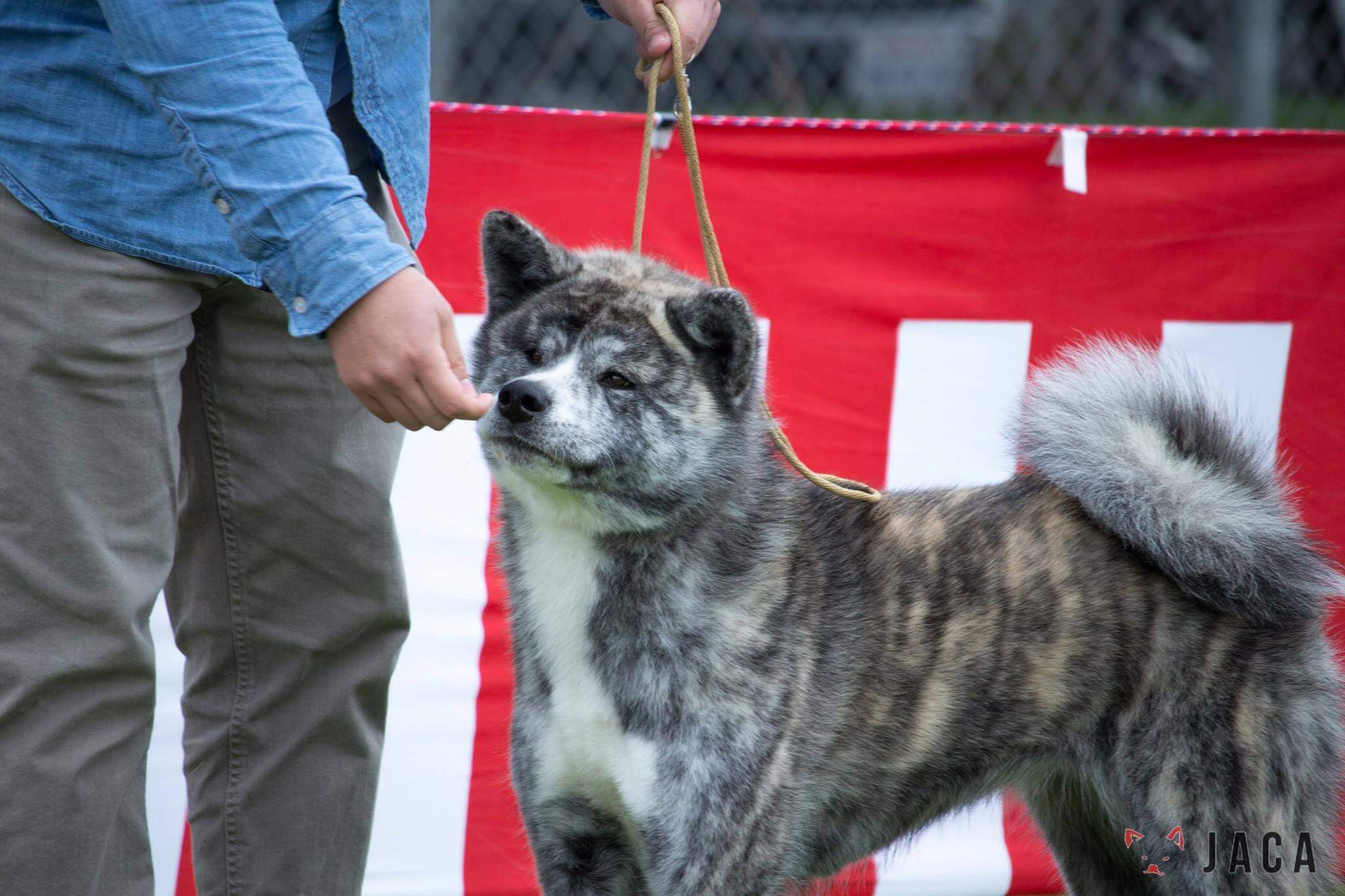 akiho akita