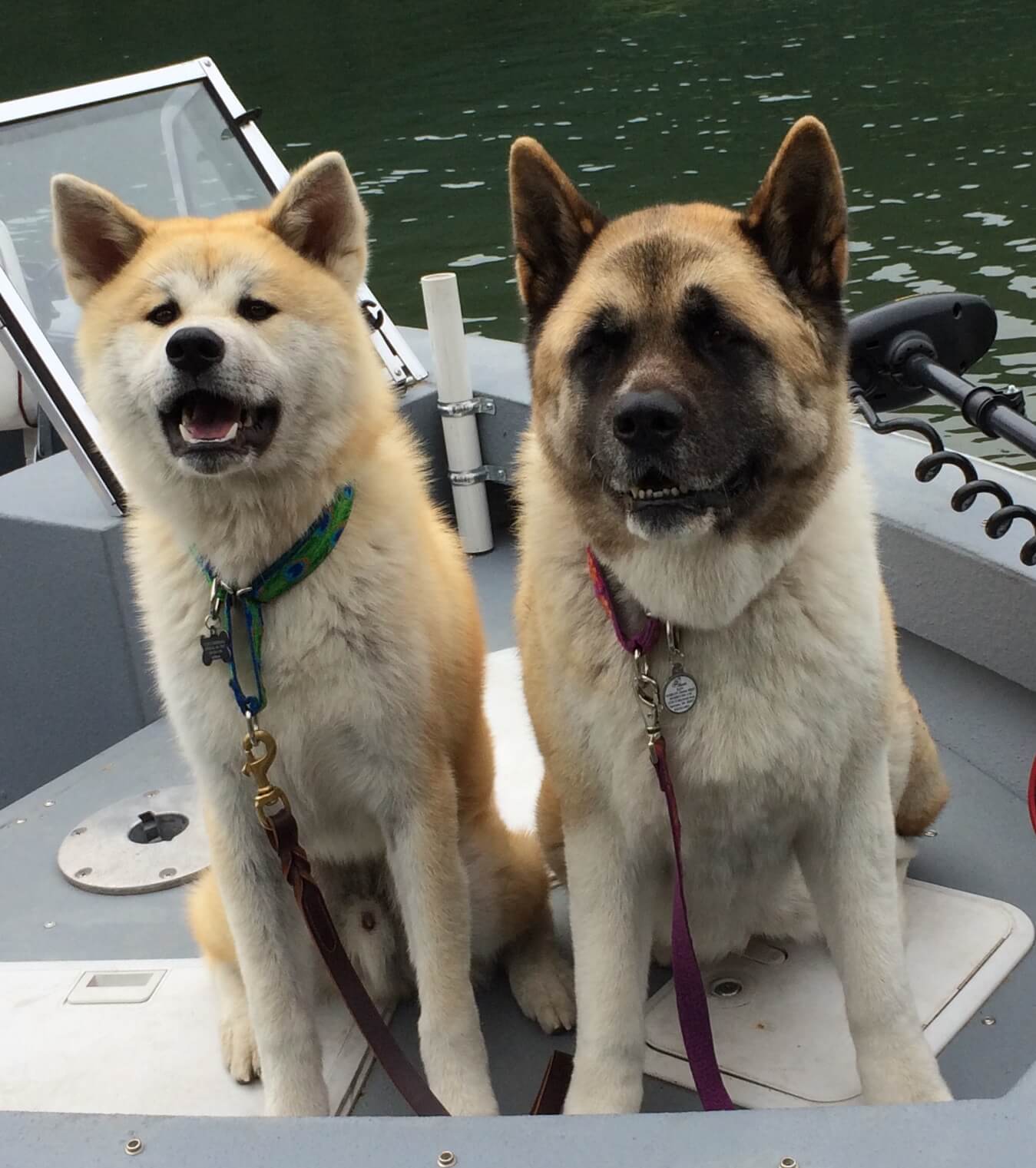 purebred american akita