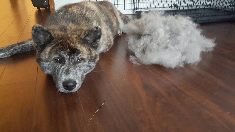 long haired japanese akita