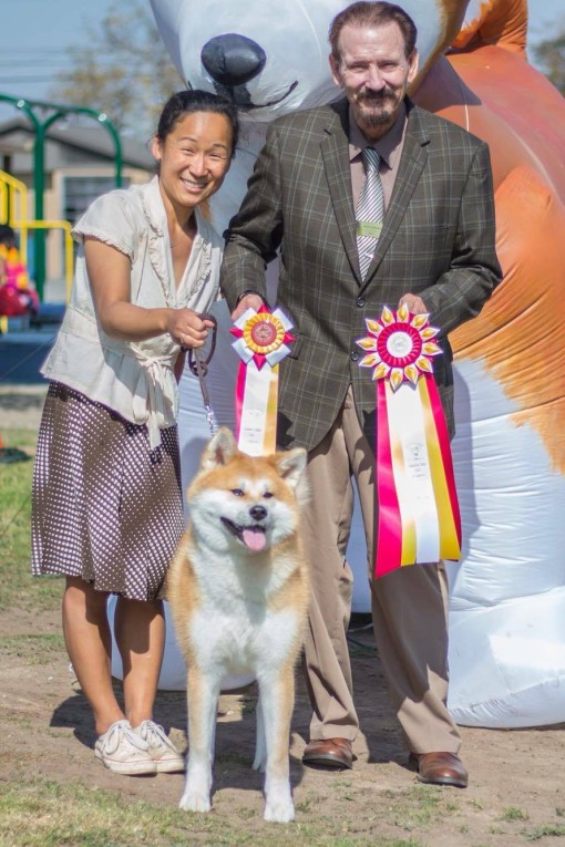 Showing Your Japanese Akita | JACA - Japanese Akitainu Club of America