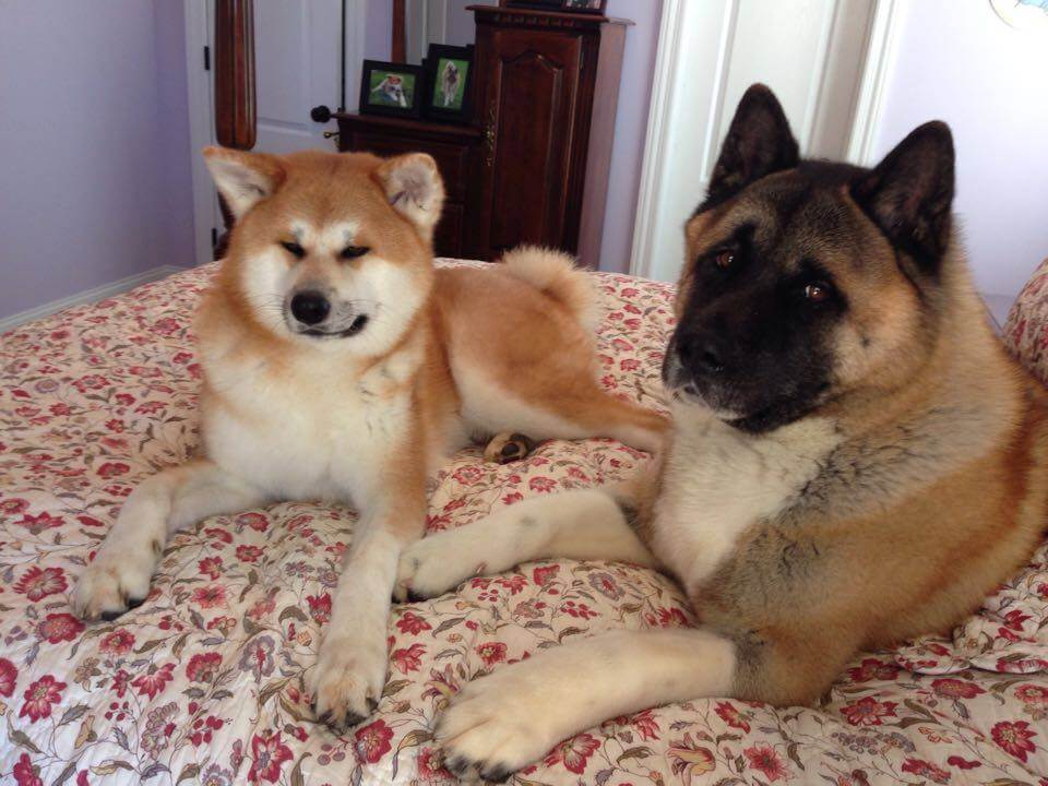 Japanese Akita and American Akita