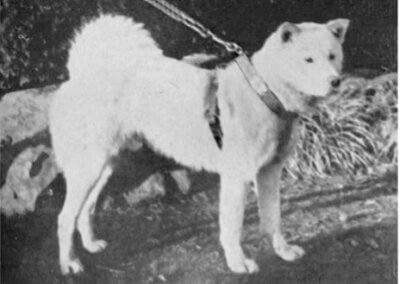 Aikuni Go Akita Echizen Shi, an important dog in the restoration of the Akitainu
